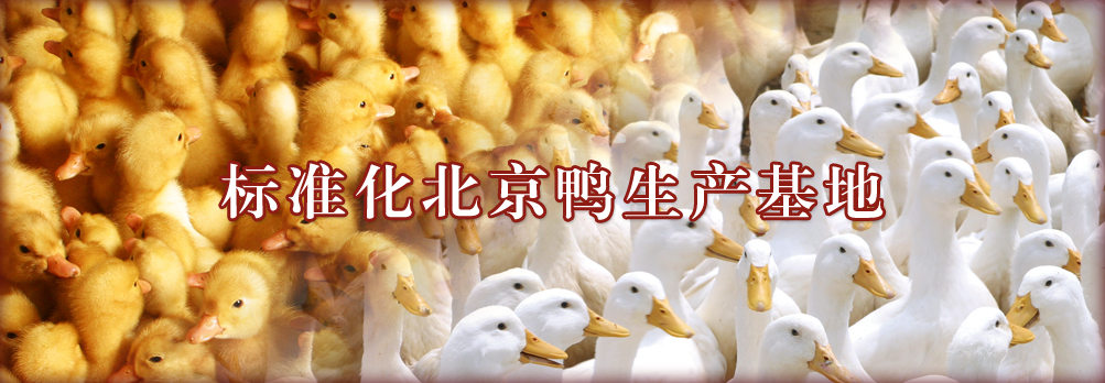北京金星鸭业有限公司